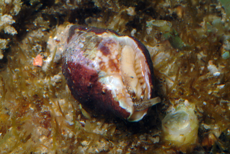 Columbella rustica